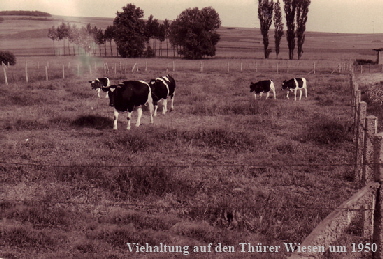 1950-ca-Viehhaltung-Thurer-